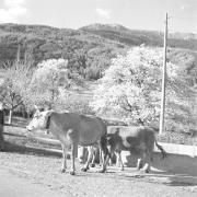 persone (Positivo) di Groth-Schmachtenberger, Erika (1956/01/01 - 1956/12/31)