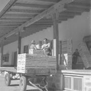 persone (Positivo) di Groth-Schmachtenberger, Erika (1956/01/01 - 1956/12/31)