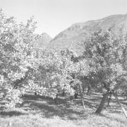paesaggio (Positivo) di Groth-Schmachtenberger, Erika (1956/01/01 - 1956/12/31)