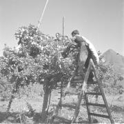 persone (Positivo) di Groth-Schmachtenberger, Erika (1956/01/01 - 1956/12/31)