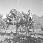 persone (Positivo) di Groth-Schmachtenberger, Erika (1956/01/01 - 1956/12/31)