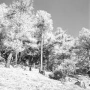 paesaggio (Positivo) di Groth-Schmachtenberger, Erika