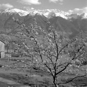 paesaggio (Positivo) di Groth-Schmachtenberger, Erika (1956/01/01 - 1956/12/31)