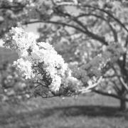 paesaggio (Positivo) di Groth-Schmachtenberger, Erika (1956/01/01 - 1956/12/31)