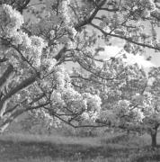paesaggio (Positivo) di Groth-Schmachtenberger, Erika (1956/01/01 - 1956/12/31)