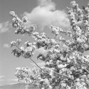 paesaggio (Positivo) di Groth-Schmachtenberger, Erika (1956/01/01 - 1956/12/31)