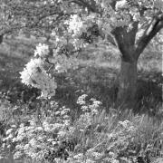 paesaggio (Positivo) di Groth-Schmachtenberger, Erika (1956/01/01 - 1956/12/31)