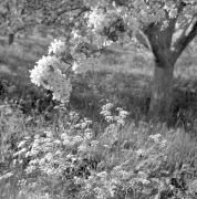 paesaggio (Positivo) di Groth-Schmachtenberger, Erika (1956/01/01 - 1956/12/31)