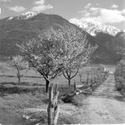 paesaggio (Positivo) di Groth-Schmachtenberger, Erika (1956/01/01 - 1956/12/31)