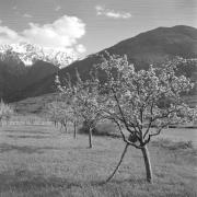 paesaggio (Positivo) di Groth-Schmachtenberger, Erika (1956/01/01 - 1956/12/31)