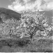 paesaggio (Positivo) di Groth-Schmachtenberger, Erika (1956/01/01 - 1956/12/31)