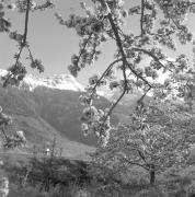 paesaggio (Positivo) di Groth-Schmachtenberger, Erika (1956/01/01 - 1956/12/31)