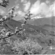 paesaggio (Positivo) di Groth-Schmachtenberger, Erika (1956/01/01 - 1956/12/31)