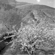 paesaggio (Positivo) di Groth-Schmachtenberger, Erika (1956/01/01 - 1956/12/31)