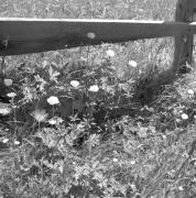 paesaggio (Positivo) di Groth-Schmachtenberger, Erika (1971/01/01 - 1971/12/31)