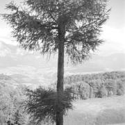 paesaggio (Positivo) di Groth-Schmachtenberger, Erika (1955/01/01 - 1955/12/31)