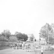 persone (Positivo) di Groth-Schmachtenberger, Erika (1966/01/01 - 1966/12/31)