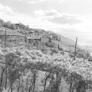 paesaggio (Positivo) di Groth-Schmachtenberger, Erika