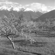paesaggio (Positivo) di Groth-Schmachtenberger, Erika (1956/01/01 - 1956/12/31)