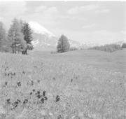 paesaggio (Positivo) di Groth-Schmachtenberger, Erika