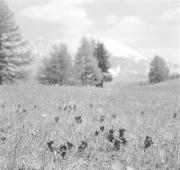 paesaggio (Positivo) di Groth-Schmachtenberger, Erika