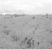 paesaggio (Positivo) di Groth-Schmachtenberger, Erika