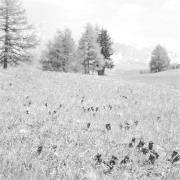 paesaggio (Positivo) di Groth-Schmachtenberger, Erika