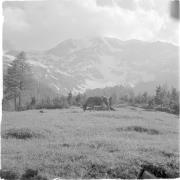 paesaggio (Positivo) di Groth-Schmachtenberger, Erika