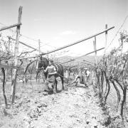 paesaggio (Positivo) di Groth-Schmachtenberger, Erika (1959/01/01 - 1959/12/31)