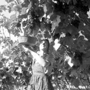 persone (Positivo) di Groth-Schmachtenberger, Erika (1953/01/01 - 1953/12/31)