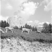 paesaggio (Positivo) di Groth-Schmachtenberger, Erika