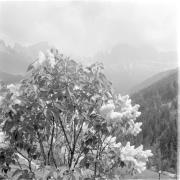 paesaggio (Positivo) di Groth-Schmachtenberger, Erika