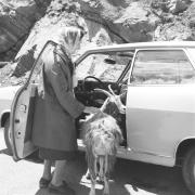 persone (Positivo) di Groth-Schmachtenberger, Erika (1971/01/01 - 1971/12/31)