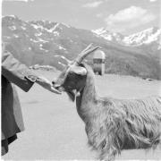 paesaggio (Positivo) di Groth-Schmachtenberger, Erika (1971/01/01 - 1971/12/31)