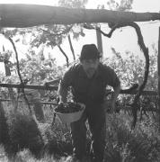 persone (Positivo) di Groth-Schmachtenberger, Erika (1969/01/01 - 1969/12/31)