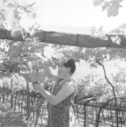 persone (Positivo) di Groth-Schmachtenberger, Erika (1969/01/01 - 1969/12/31)