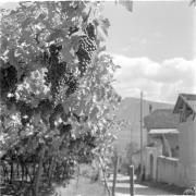 paesaggio (Positivo) di Groth-Schmachtenberger, Erika