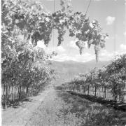 paesaggio (Positivo) di Groth-Schmachtenberger, Erika