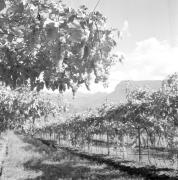 paesaggio (Positivo) di Groth-Schmachtenberger, Erika