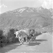 paesaggio (Positivo) di Groth-Schmachtenberger, Erika (1956/01/01 - 1956/12/31)