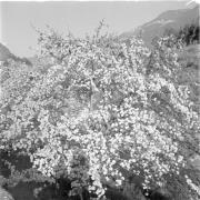 Obstblüte (Positivo) di Groth-Schmachtenberger, Erika (1956/01/01 - 1956/12/31)