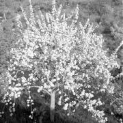 Obstblüte (Positivo) di Groth-Schmachtenberger, Erika (1956/01/01 - 1956/12/31)