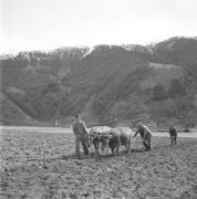 paesaggio (Positivo) di Groth-Schmachtenberger, Erika (1953/01/01 - 1953/12/31)