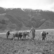 paesaggio (Positivo) di Groth-Schmachtenberger, Erika (1953/01/01 - 1953/12/31)