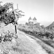 paesaggio (Positivo) di Groth-Schmachtenberger, Erika (1954/01/01 - 1954/12/31)