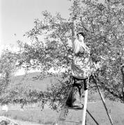 paesaggio (Positivo) di Groth-Schmachtenberger, Erika (1956/01/01 - 1956/12/31)