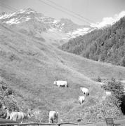 paesaggio (Positivo) di Groth-Schmachtenberger, Erika