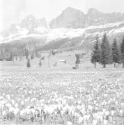 paesaggio (Positivo) di Groth-Schmachtenberger, Erika