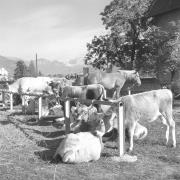 paesaggio (Positivo) di Groth-Schmachtenberger, Erika