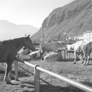 paesaggio (Positivo) di Groth-Schmachtenberger, Erika